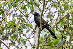 Photo Quiscale Bronzé